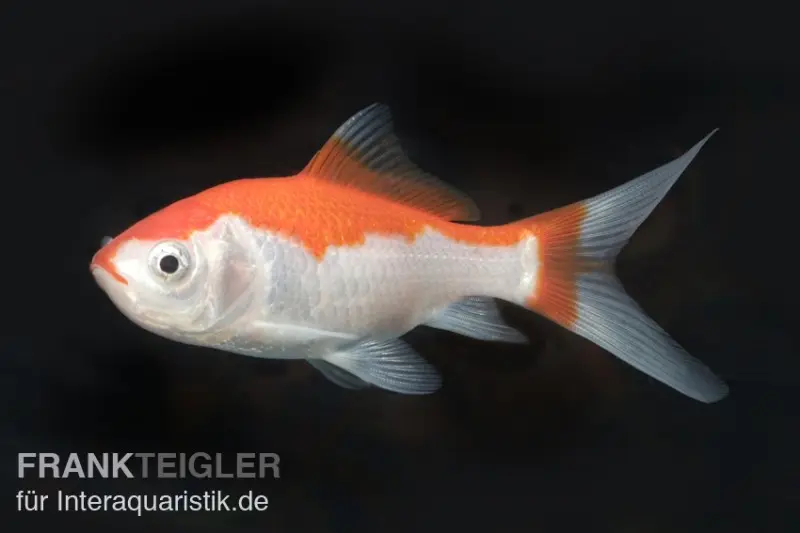 Poisson rouge Sarasa rouge-blanc, Carassius auratus (eau froide), différentes tailles