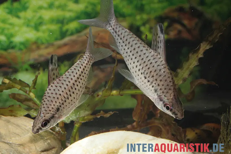 poisson tête-en-bas gracile, Chilodus gracilis, 5-6 cm