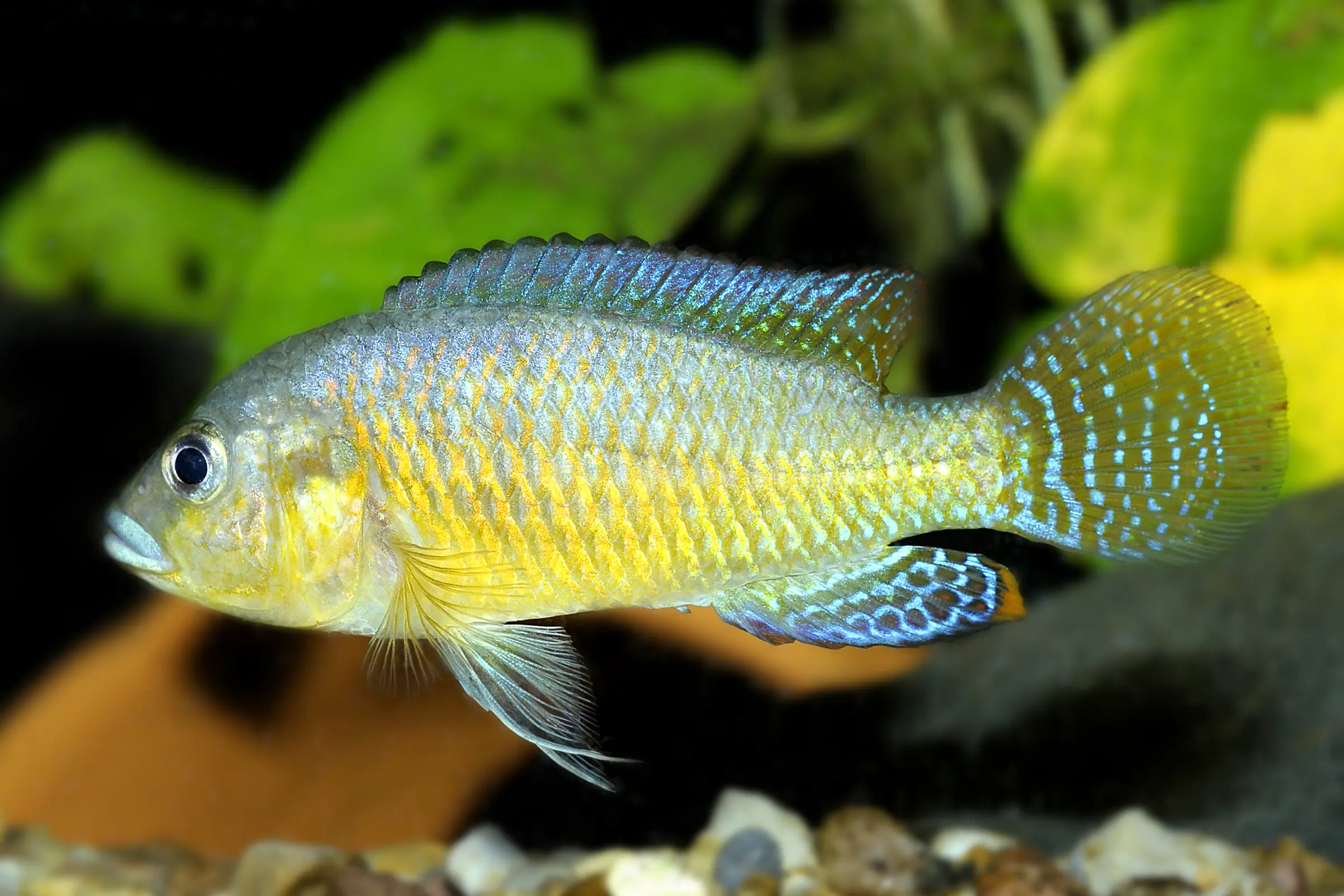 Incubateur buccal multicolore, Pseudocrenilabrus multicolor