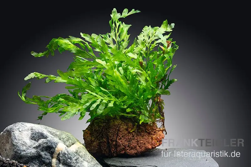 Fougère aquatique du Congo, Bolbitis heudelotii, sur pierre de lave 5-8 cm