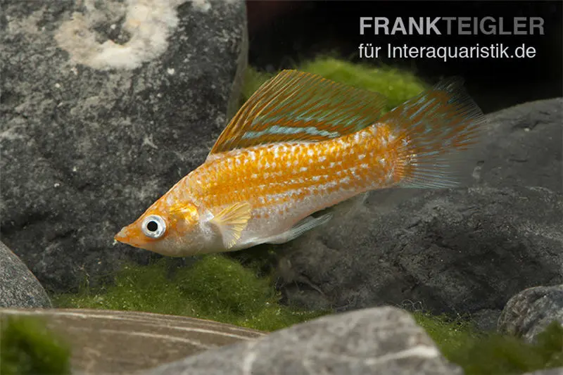 Safran Molly à ventre blanc, Poecilia velifera