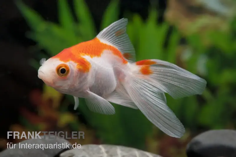 Oranda rouge-blanc, Carassius auratus (eau froide), différentes tailles