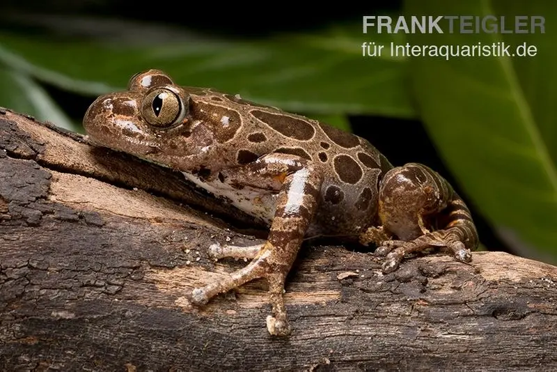 Grenouille coureuse brune, Kassina fusca