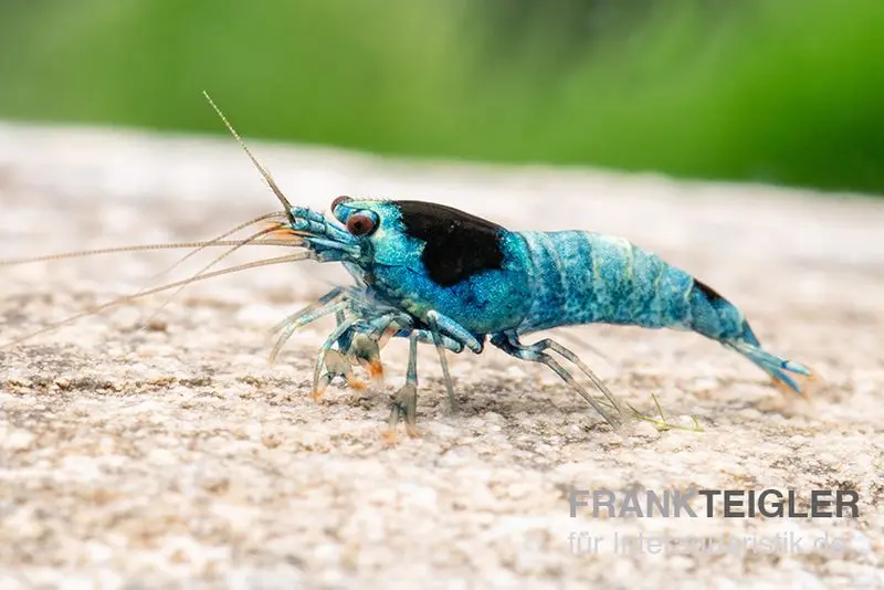 Crevette Blue Mosura King Kong, Caridina spec. (Taiwan Bee)