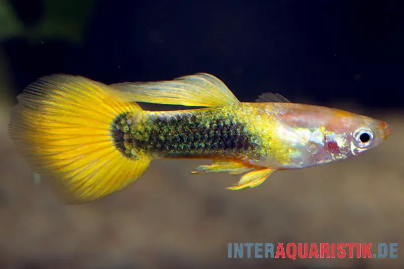 Guppy Tuxedo jaune doré, Poecilia reticulata, vendu par paire
