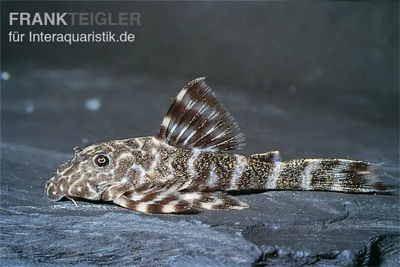 Orinoko petit pleco, L202, Peckoltia lineola
