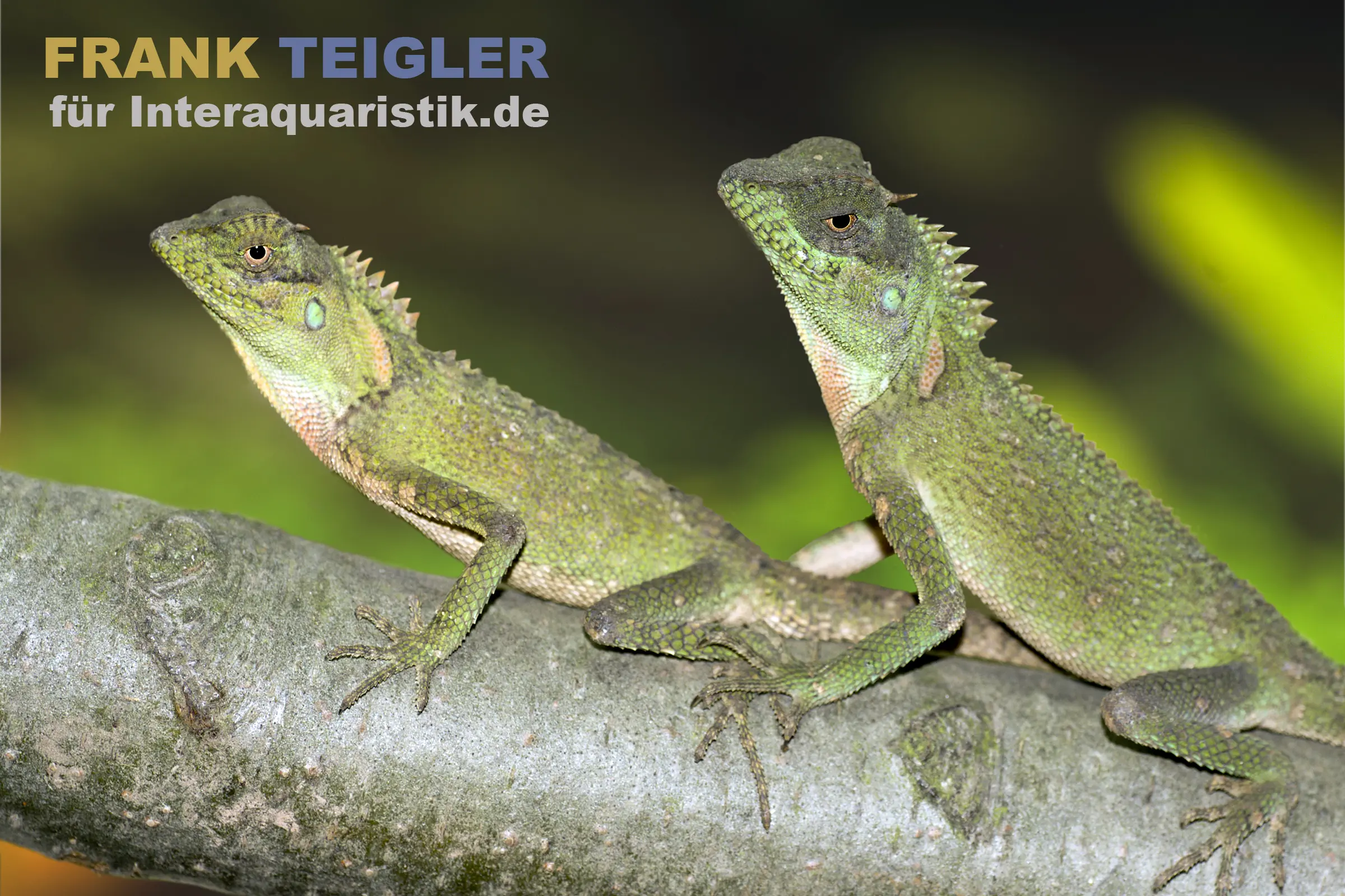 Agame à nuque épineuse de Malaisie, Acanthosaura armata