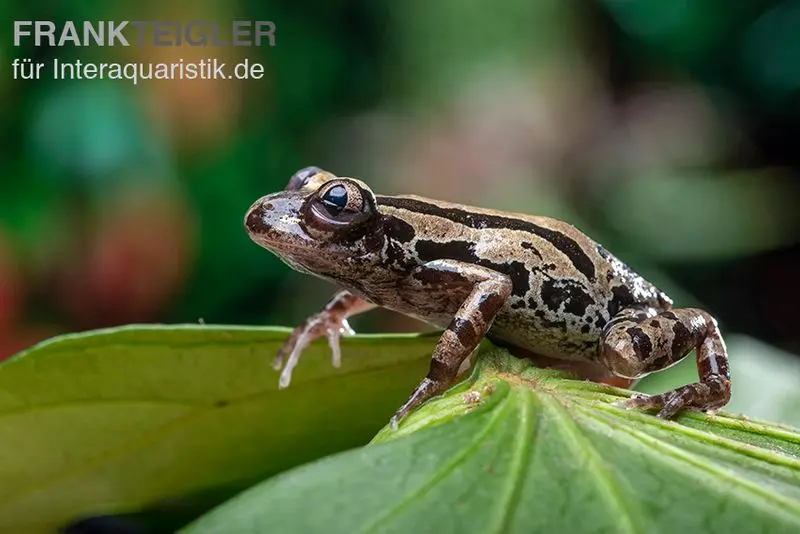 Grenouille coureuse du Sénégal, Kassina senegalensis