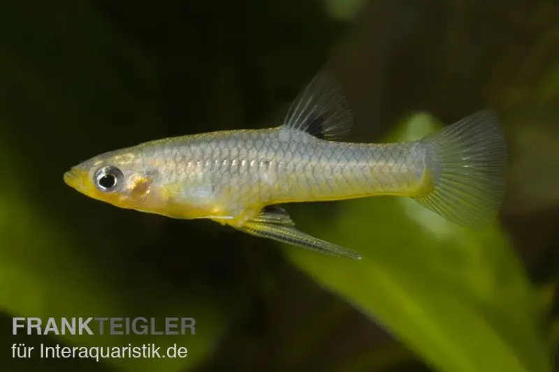 Girardinus métallique, Girardinus metallicus