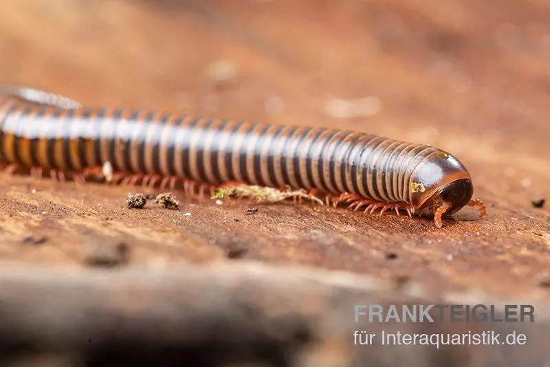 Mille-pattes Satun, Spirobolus sp. « Satun »