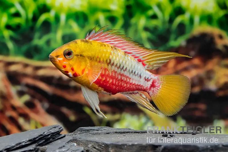 Cichlidé nain à trait rouge variante III, Apistogramma hongsloi, par couple