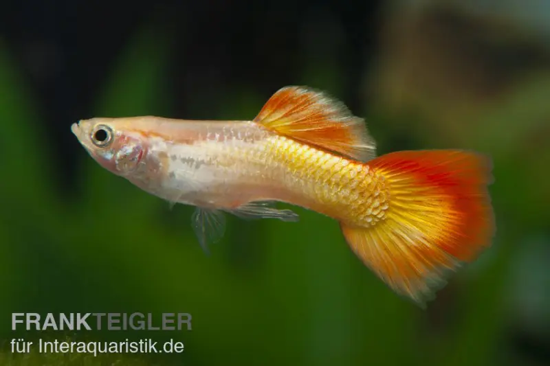 Guppy Sunset, Poecilia reticulata, vendu par couple