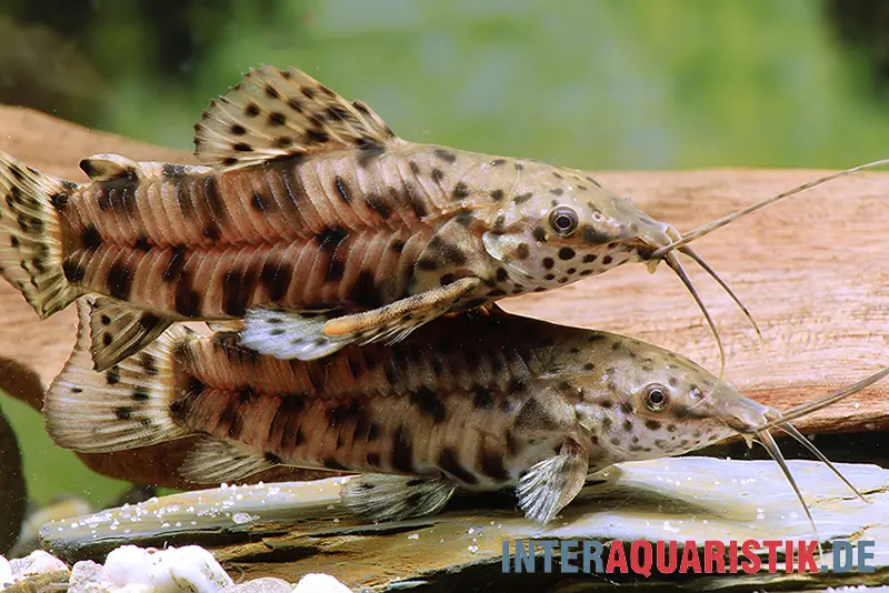 Corydoras cuirassé marbré, Hoplosternum thoracatum