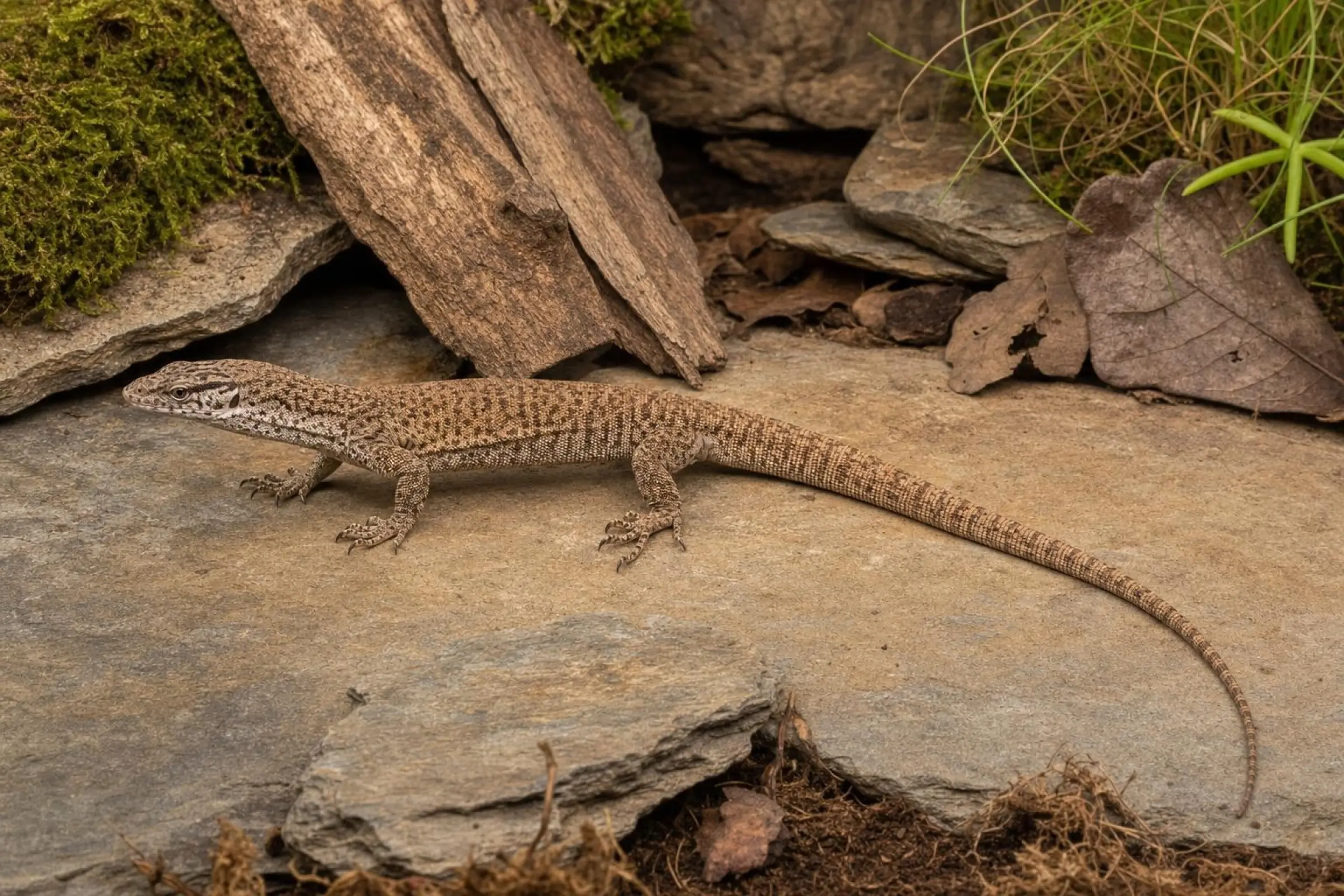 Varan nain de Gillen, Varanus gilleni