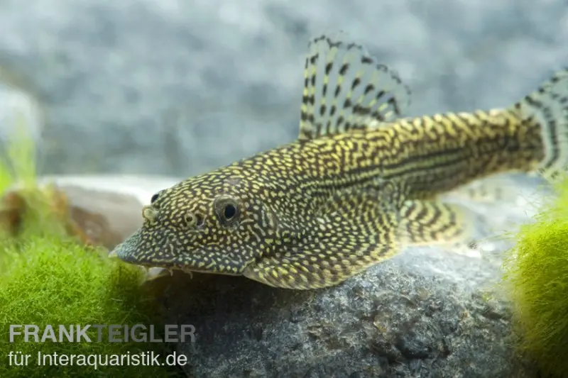 Flossensauger tacheté, Beaufortia leveretti, 4-5 cm