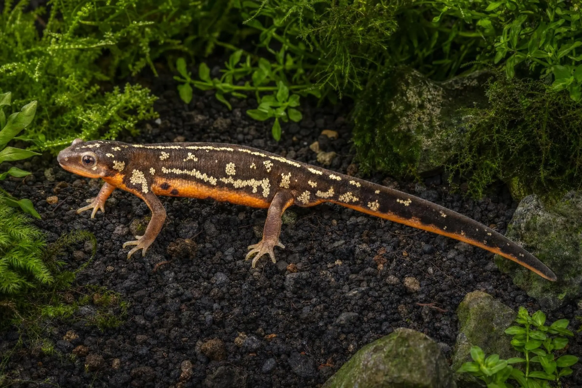 Triton à queue d’épée d’Okinawa het. Albino, Cynops ensicauda poppei