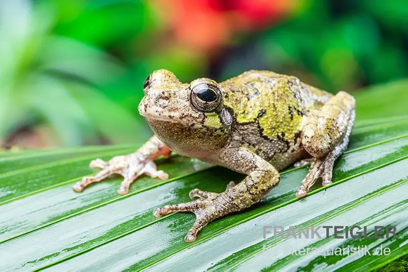 Rainette grise, Hyla versicolor