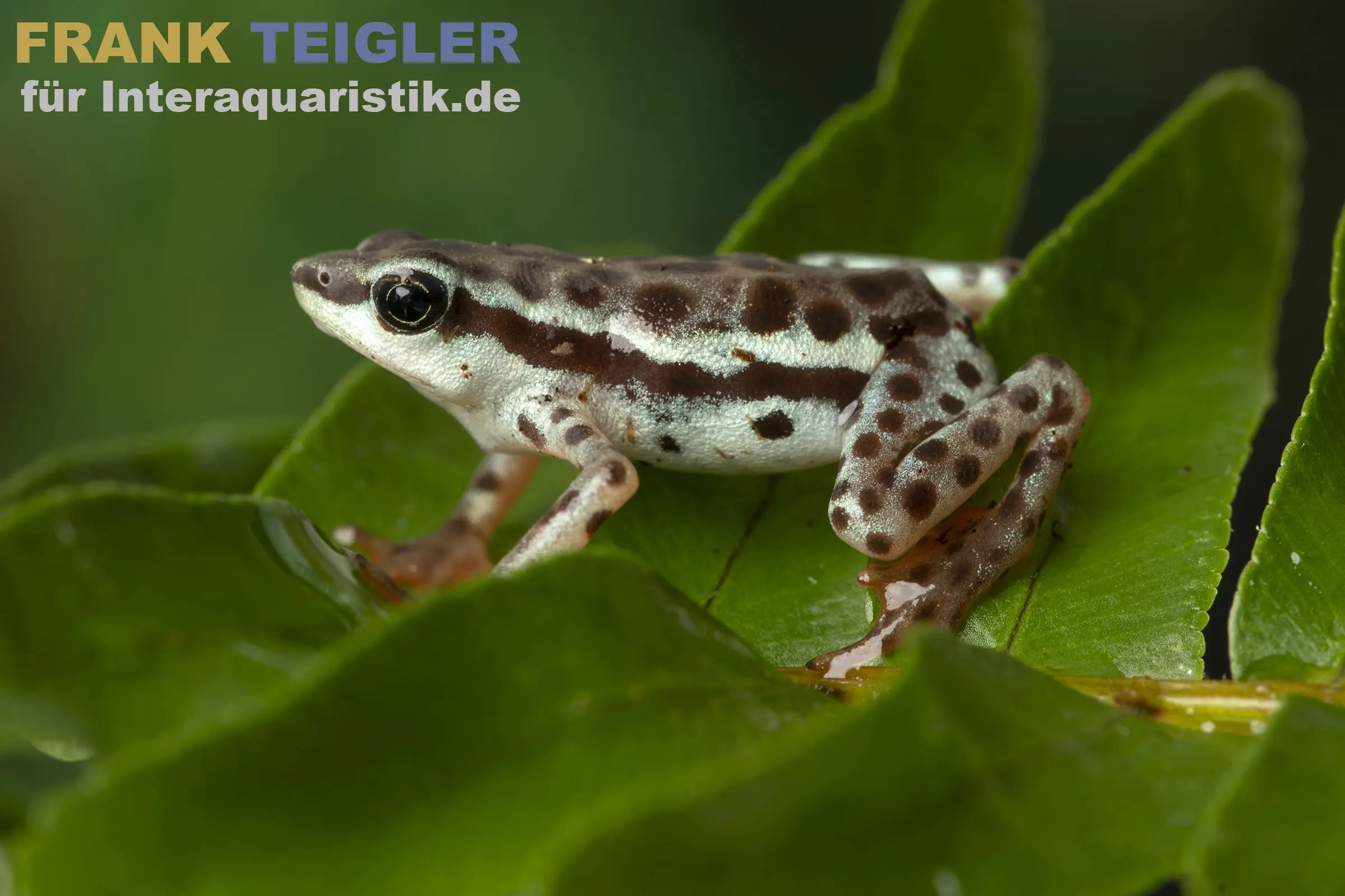 Crapaud à pied tronqué de Rio Pecado, Atelopus balios