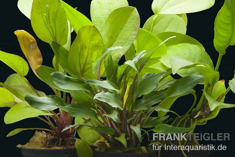 Set de plantes d’aquarium Siriharaja, 5 pots, set de plantes d’aquarium