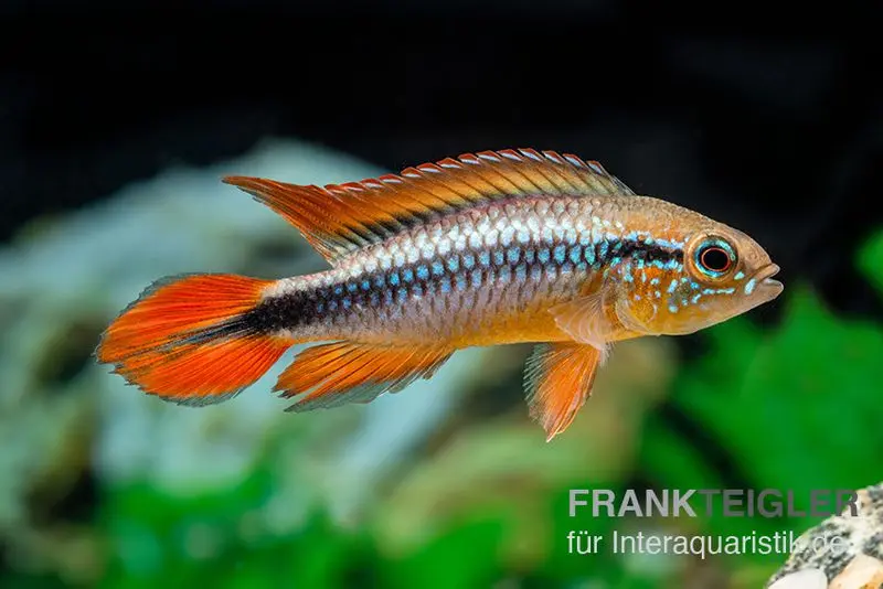 Cichlidé nain d’Agassizii doré-rouge, Apistogramma agassizii doré-rouge, par couple