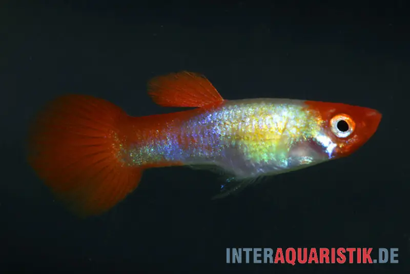 Guppy Red Cap, Poecilia reticulata, par couple