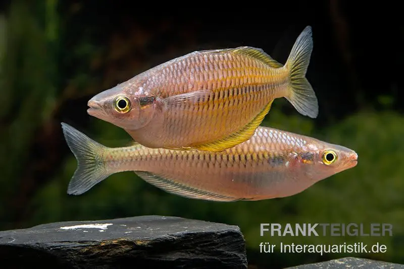 Poisson arc-en-ciel de Sorong, Melanotaenia fredericki sauvage