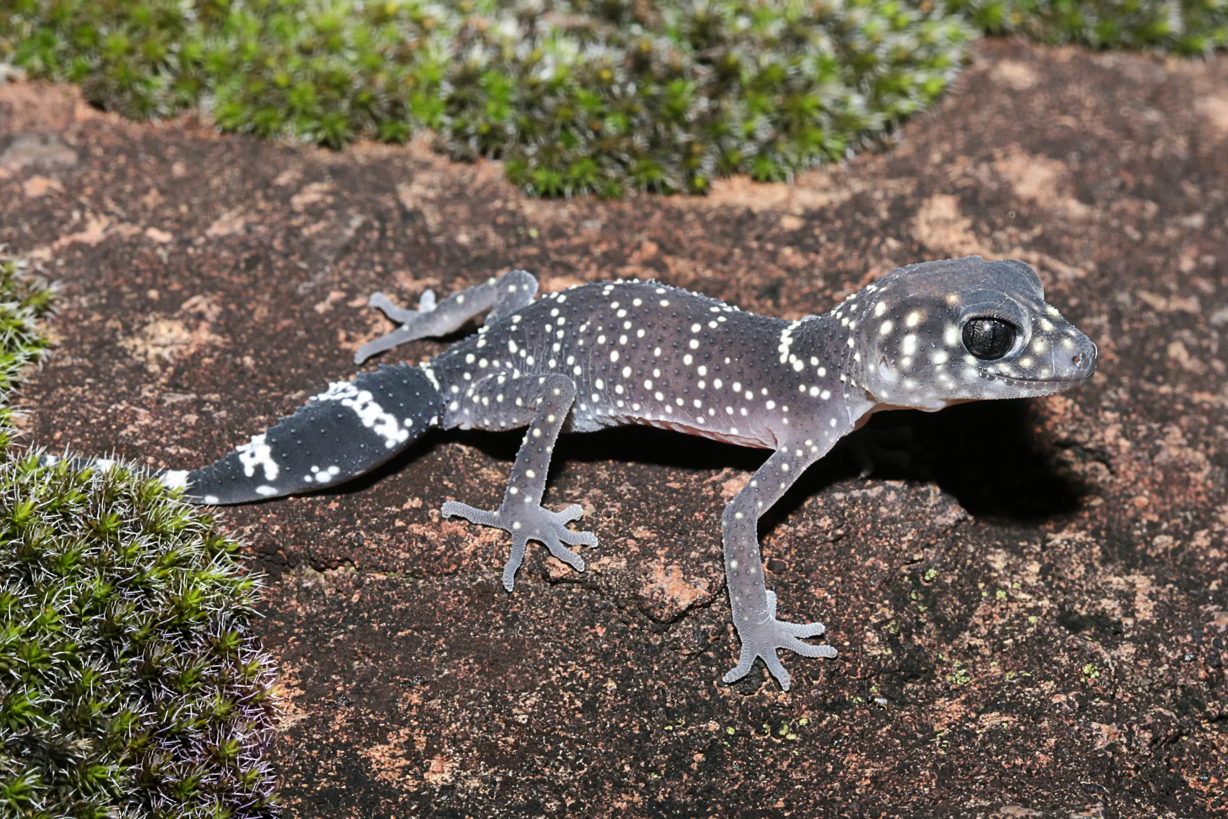 Gecko à queue-bouton Jim, Underwoodisaurus milii