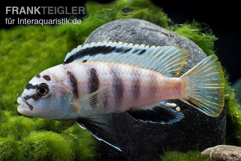 Poisson Perlosi, hybride de Pseudotropheus/Labidochromis, élevage allemand