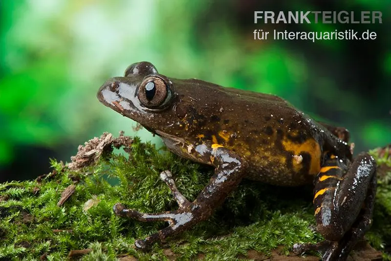 Grenouille à grands yeux, Leptopilis spec. Big-Eye Frog