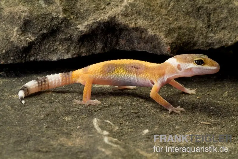 Gecko léopard, Eublepharis macularius, JUNGLE