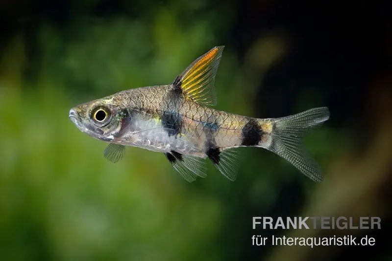 Barbus nain vert, Pethia canius