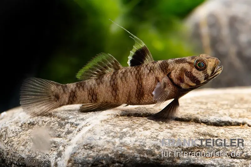 Gobie Adeia, Mugilogobius adeia