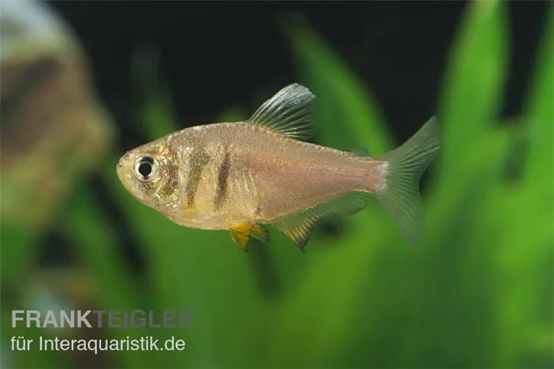 Tétra de Rio citron, Hyphessobrycon flammeus