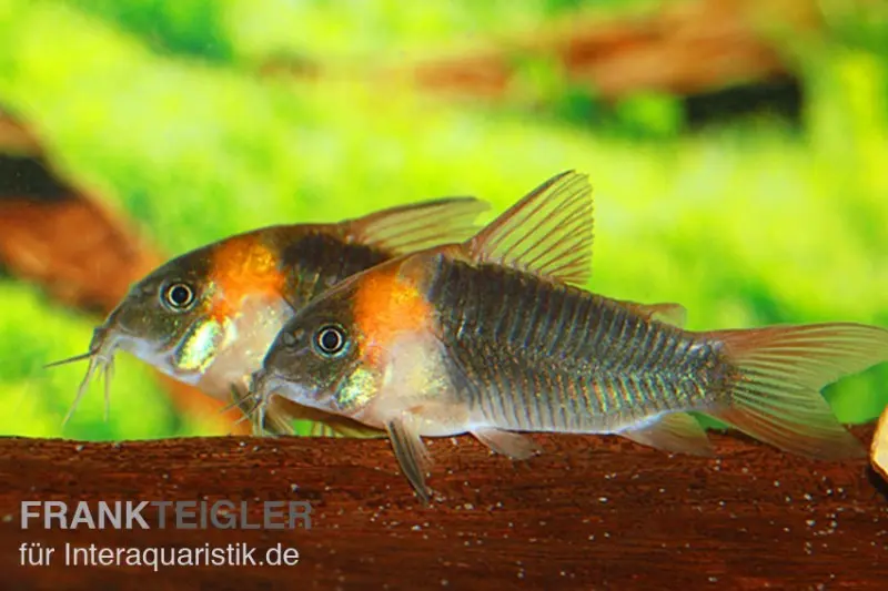 Corydoras à motif triangulaire, Corydoras eques tefe