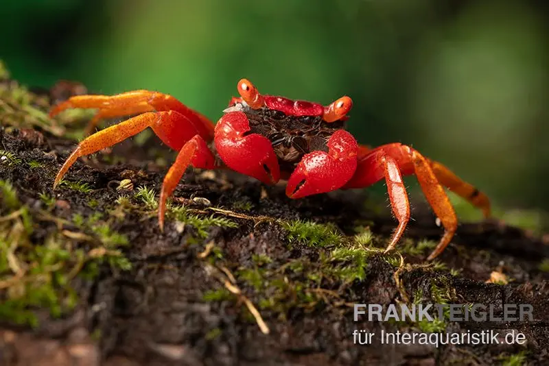 Blood-Devil crabe vampire, Geosesarma sp.