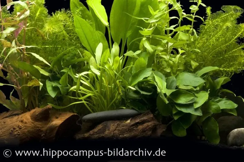 Kit de démarrage de plantes d’aquarium pour aquarium de 80 cm, lot de plantes d’aquarium