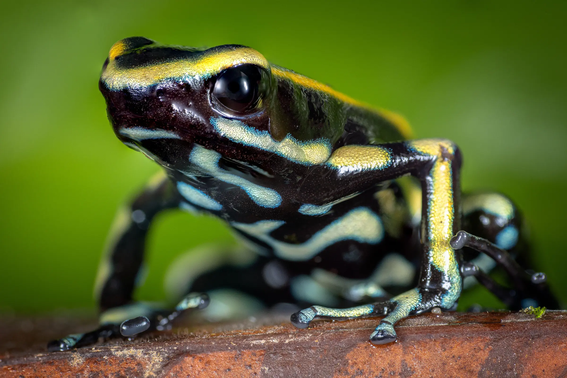 Dendrobate à bandes jaunes, Dendrobates truncatus