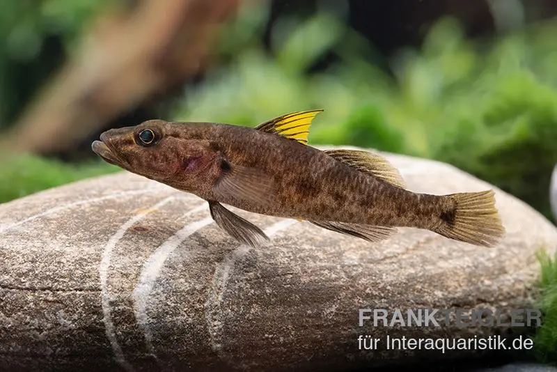 Gobie de fond Towuti à nageoires jaunes, Glossogobius flavipinnis