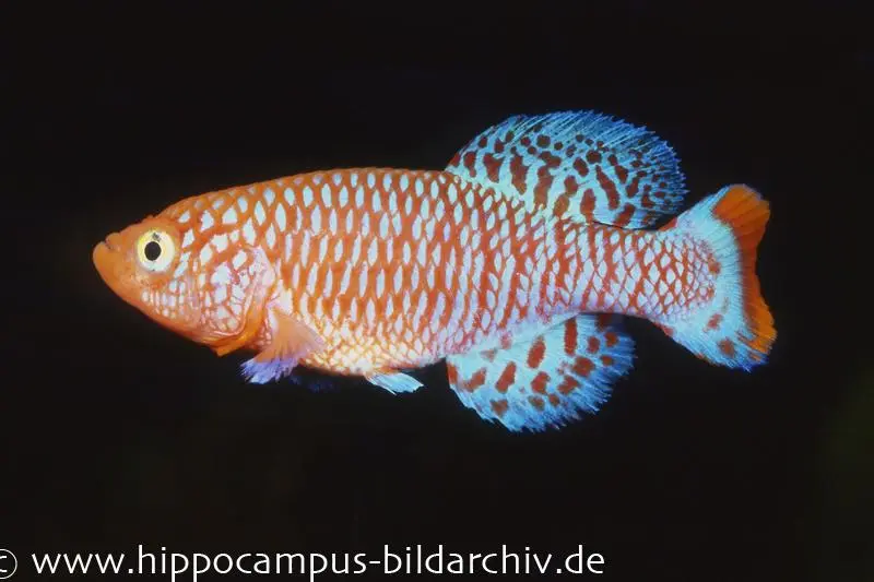 Killie splendide de Rachow, Nothobranchius rachovii
