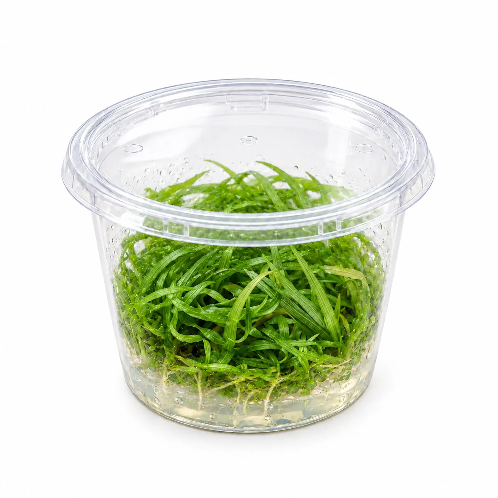 Blyxa du Japon, Blyxa japonica, In Vitro