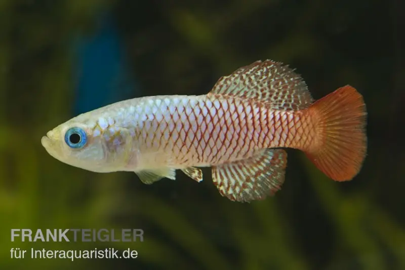 Killi de Palmqvist, Nothobranchius palmquisti