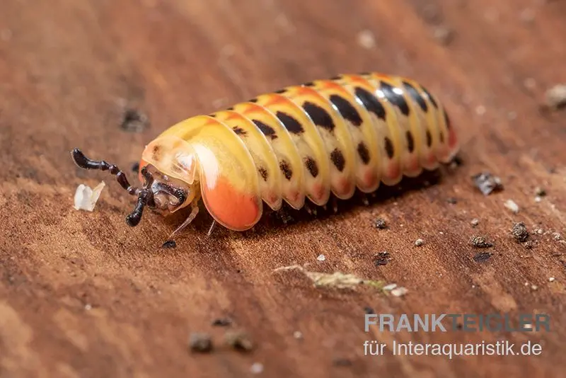 Mille-pattes boule fraise, Rhopalomeris cf. carnifex « Strawberry »
