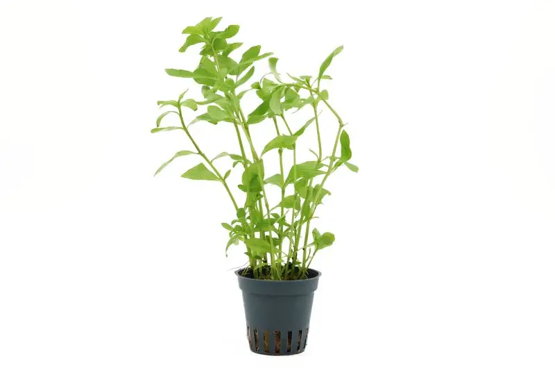 Hydrophile indienne, Hygrophila polysperma, en pot