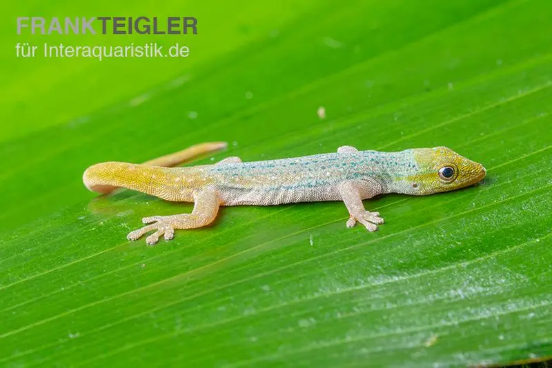 Gecko nain de Conrau, Lygodactylus conraui