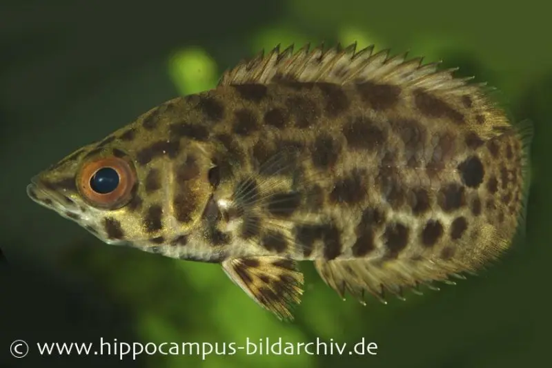 Poisson-buisson léopard, Ctenopoma acutirostre