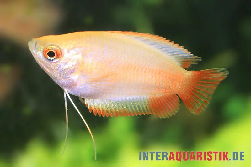 Gourami miel « Flame », Colisa chuna
