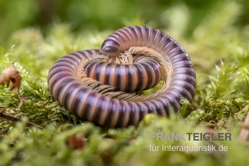 Mille-pattes Mrs. Lila, Aulacobolus sp. « Mrs. Lila »