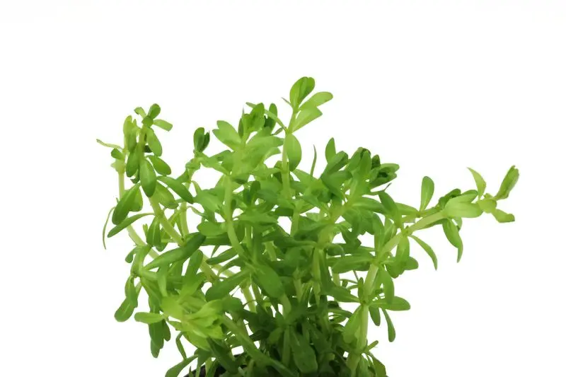 Rotala de Nanjenshan, Rotala boschii, en pot