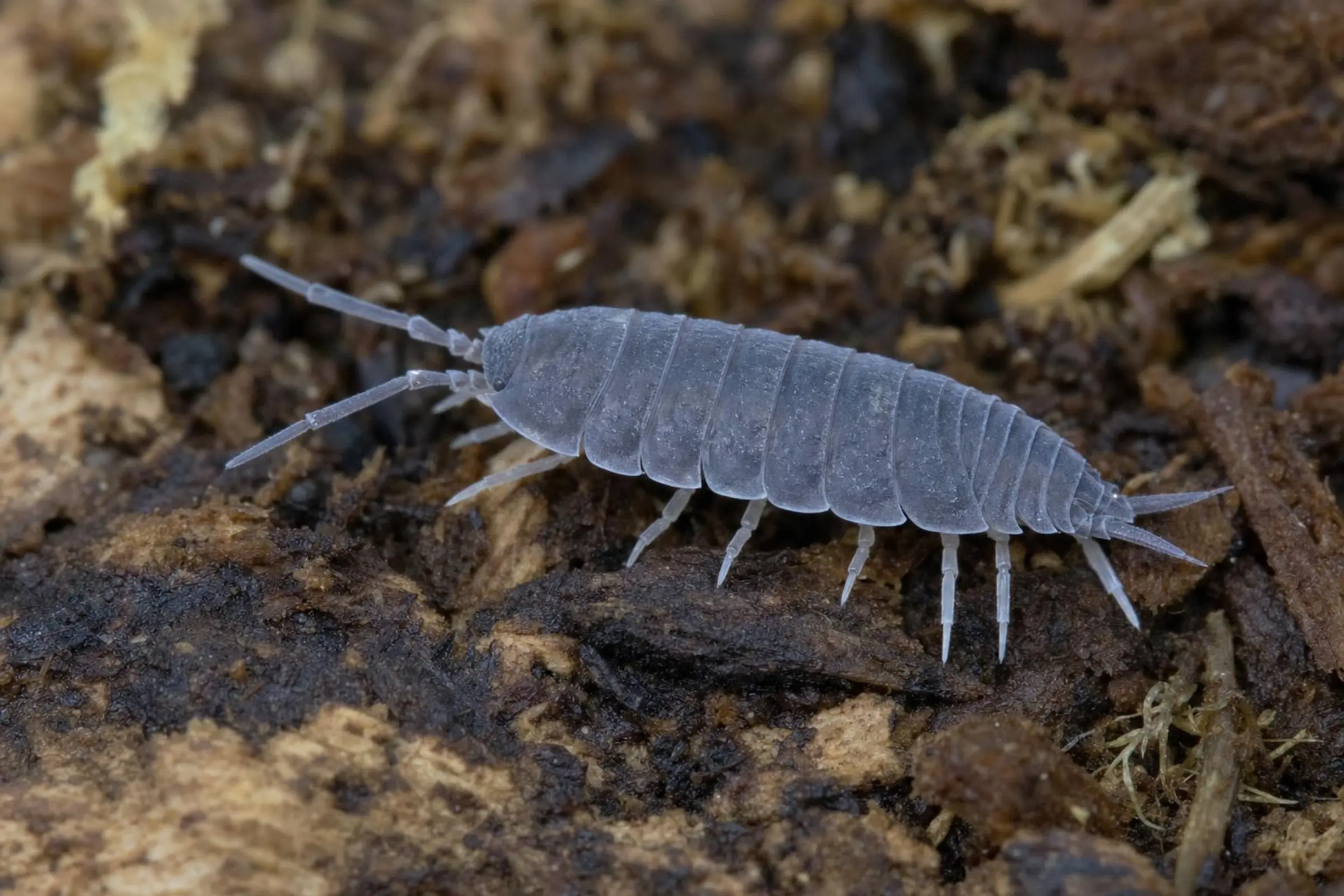 Cloporte cubain, Porcellionides pruinosus