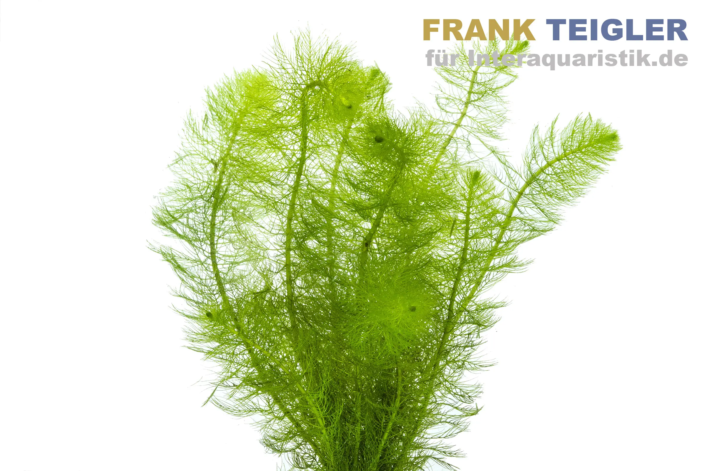 Myriophylle plumeux, Myriophyllum scrabatum, bouquet